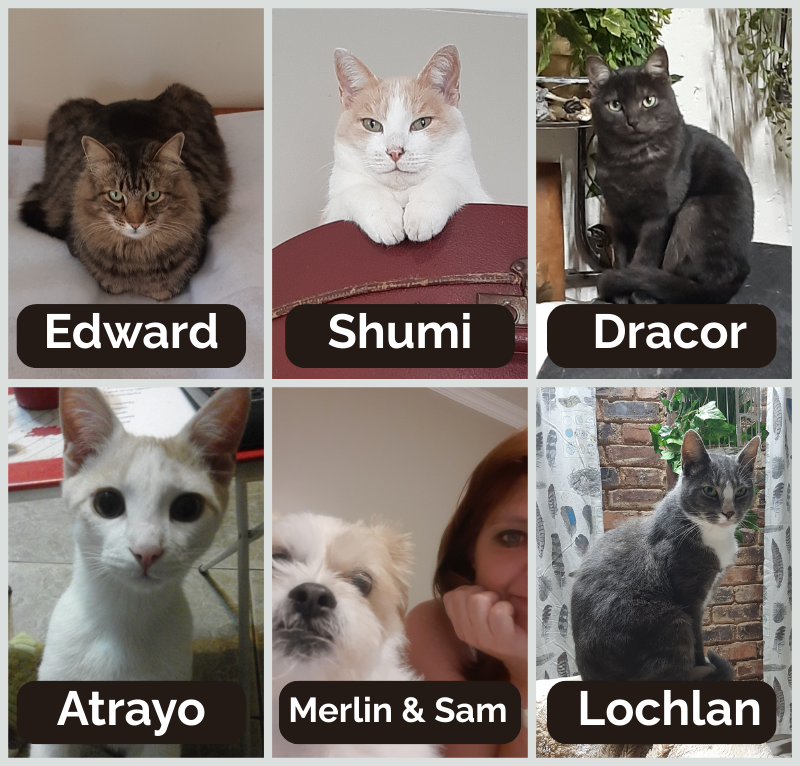 The cat design team